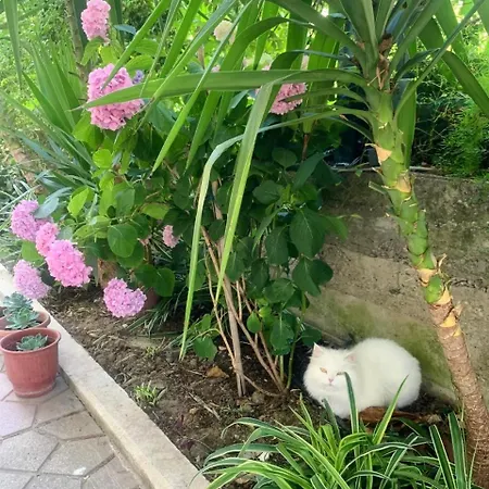 With Garden And Veranda Berat